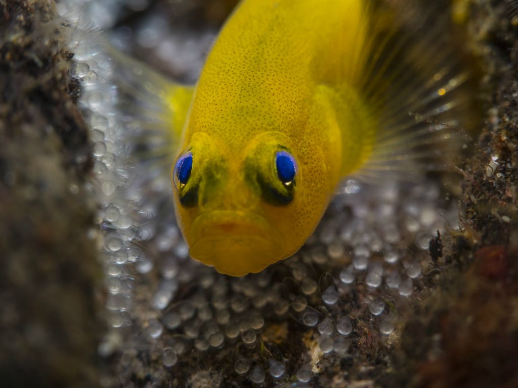 Yellow pygmy goby with eggs
